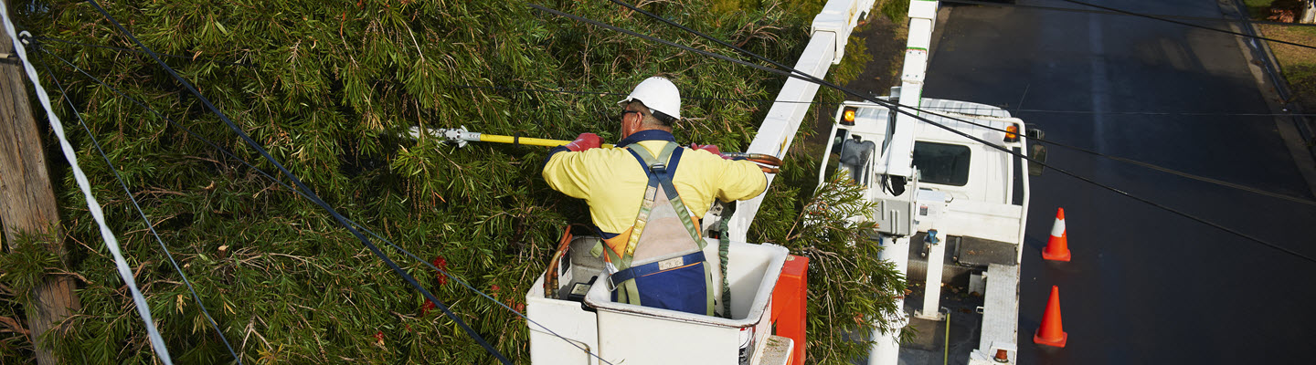 Vegetation Management Bushfire Mitigation Citipower And Powercor 