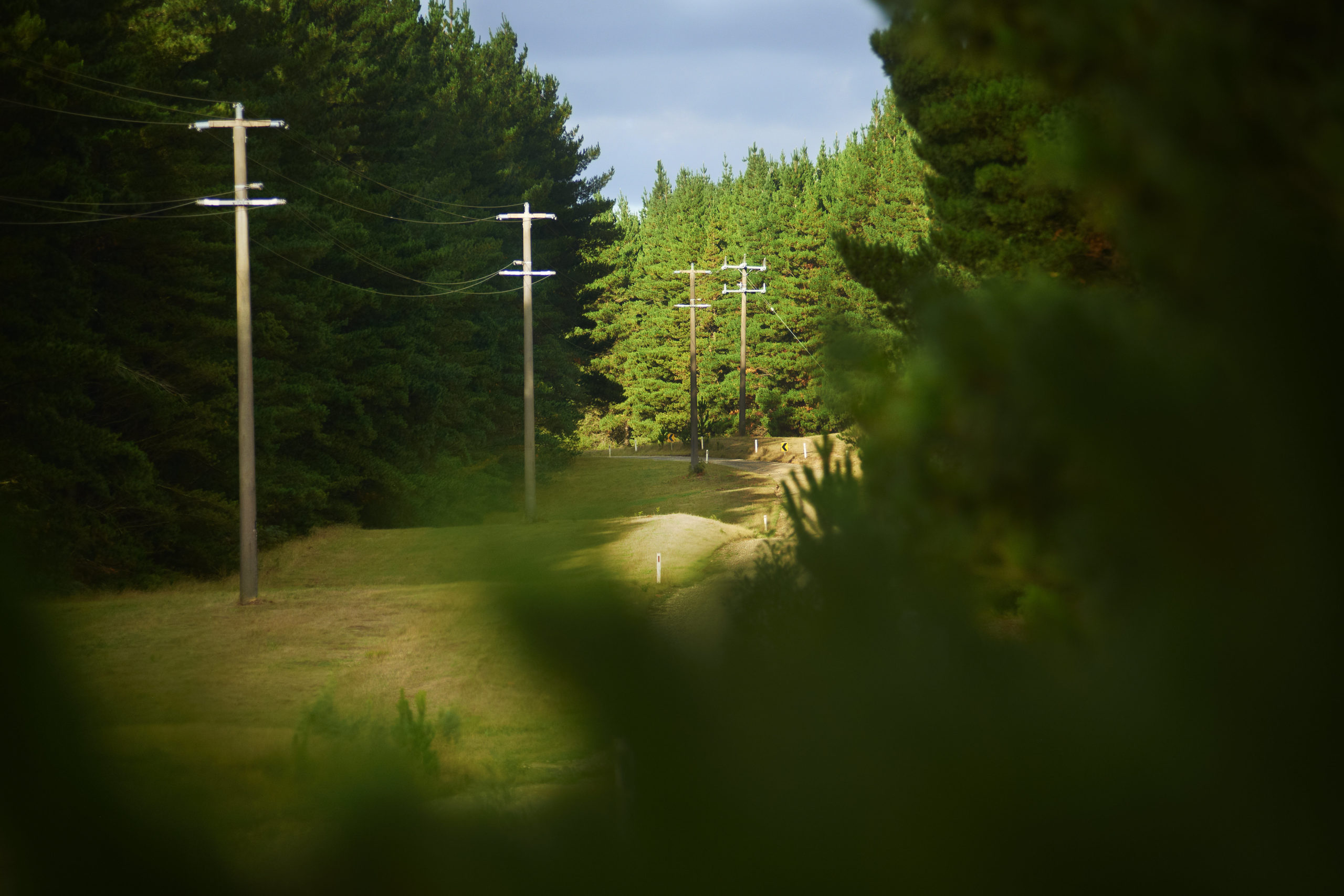 Power lines running through cleared pine forest