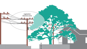 This graphic shows how trees are cut in specific ways to ensure vegetation clearance zone from powerlines